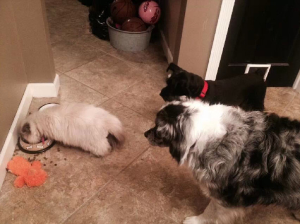 смешные фотографии собак и кошек, совместная жизнь собак и кошек