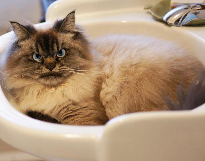 злобный кот, сердитый кот мерлин 