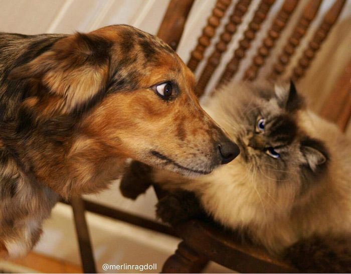 злобный кот, сердитый кот мерлин 