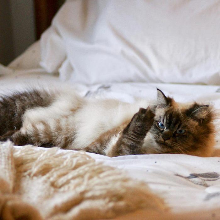 злобный кот, сердитый кот мерлин 