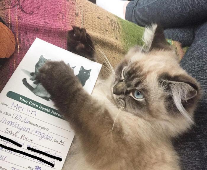 злобный кот, сердитый кот мерлин 