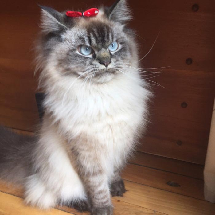 злобный кот, сердитый кот мерлин 