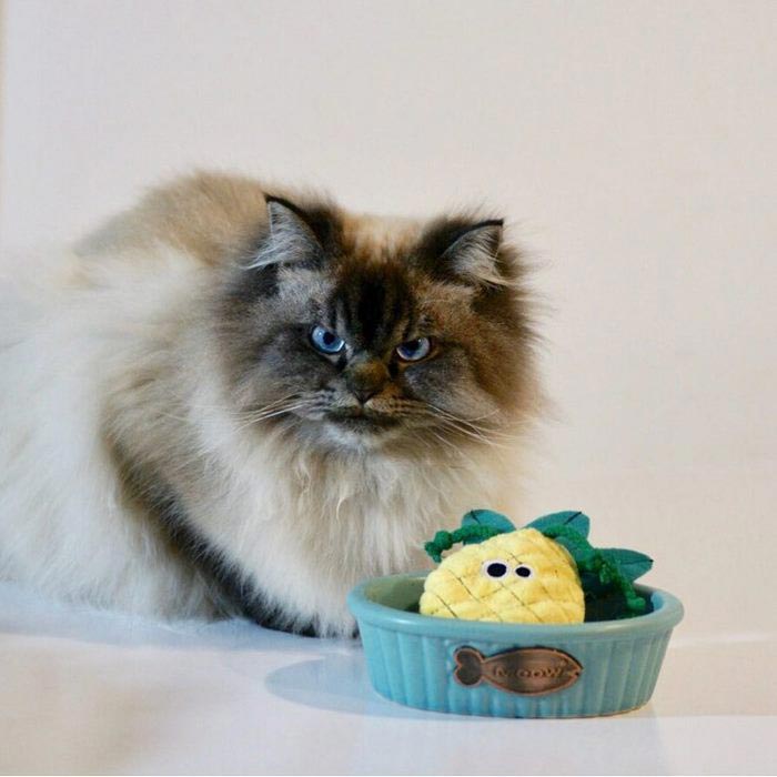 злобный кот, сердитый кот мерлин 