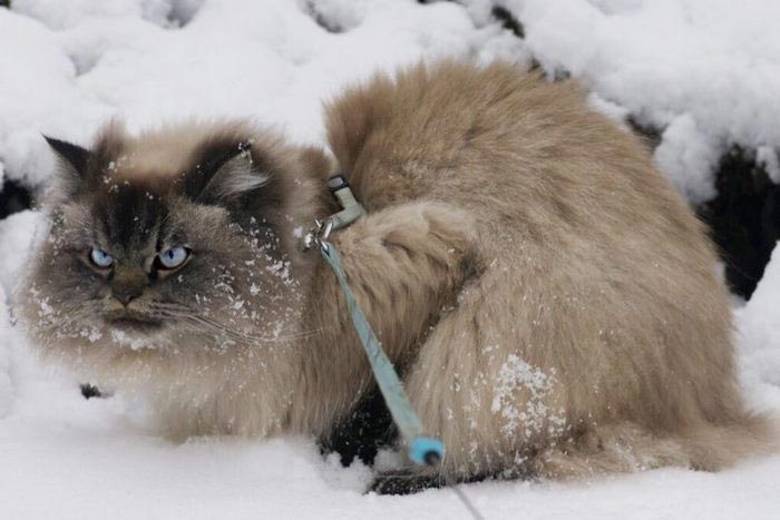 злобный кот, сердитый кот мерлин 