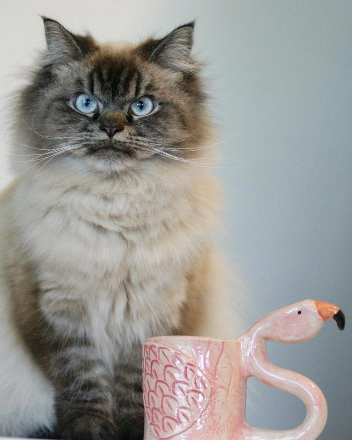 злобный кот, сердитый кот мерлин 