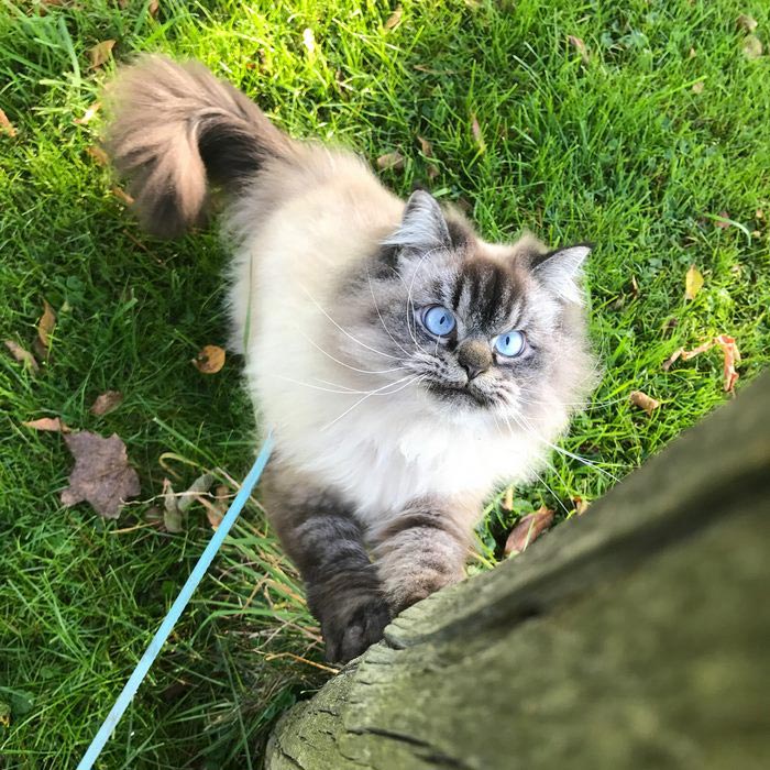 злобный кот, сердитый кот мерлин 