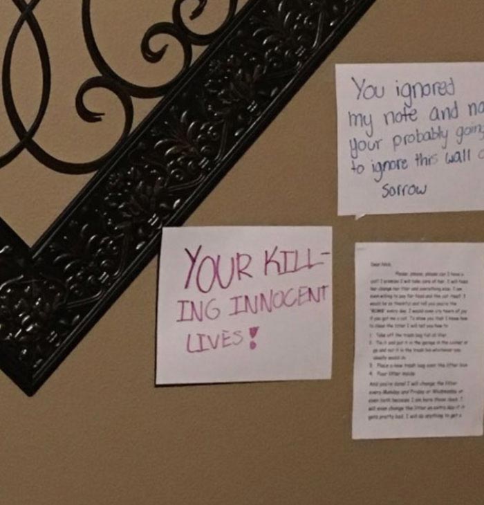 стена скорби чтобы завести кошку, девочка сделала стену скорби, девочка выпросила кошку, как выпросить завести кошку