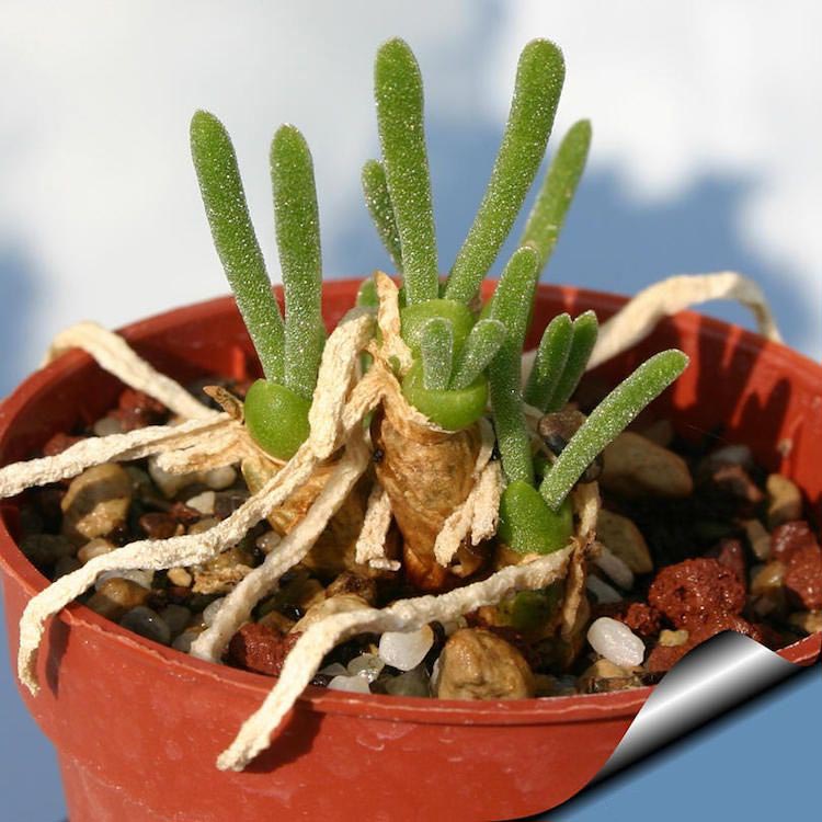 суккуленты похожие на кроликов, суккуленты похожие на зайчиков, Monilaria obconica, монилярия