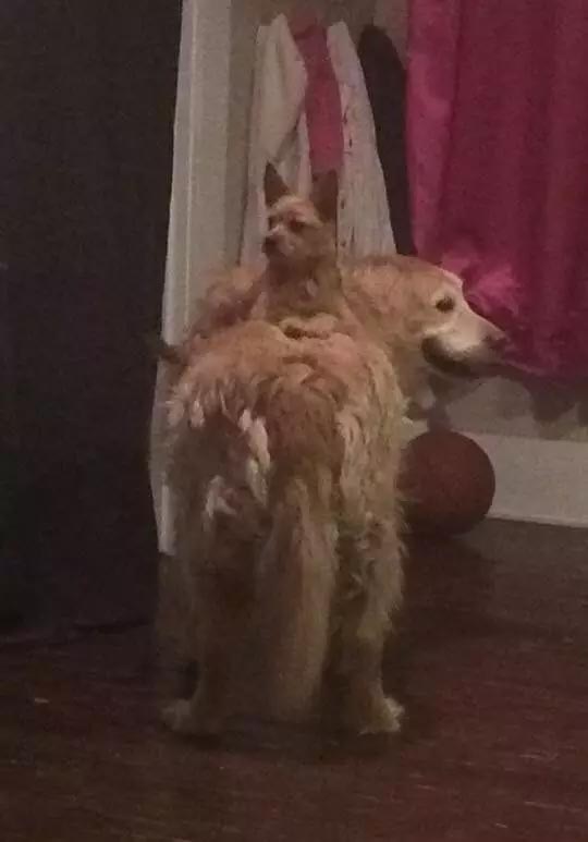 собака выпрашивает вкусняшку. собака ездит на другой собаке, собака сидит на собаке