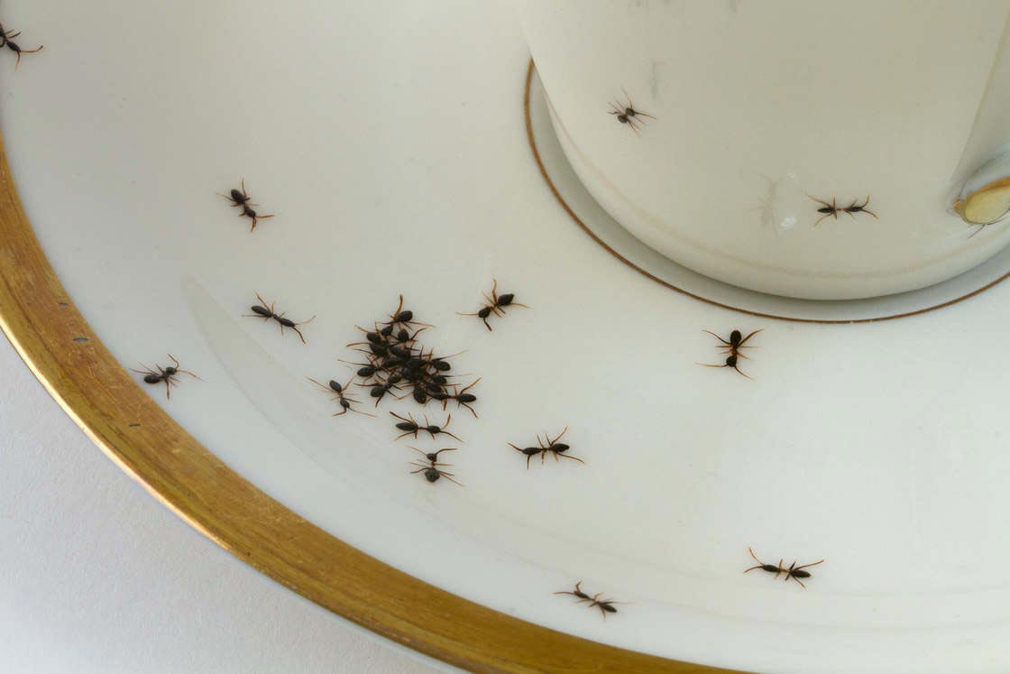 посуда с реалистичными муравьями, муравьи нарисованные на посуде