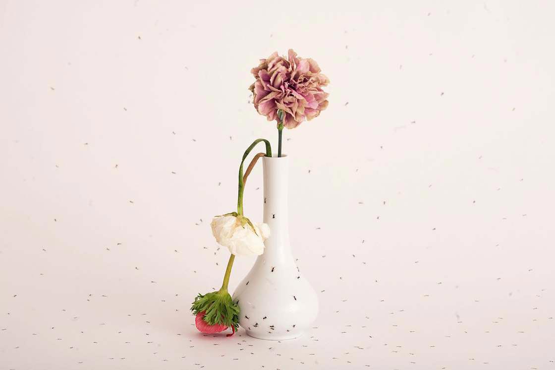 посуда с реалистичными муравьями, муравьи нарисованные на посуде