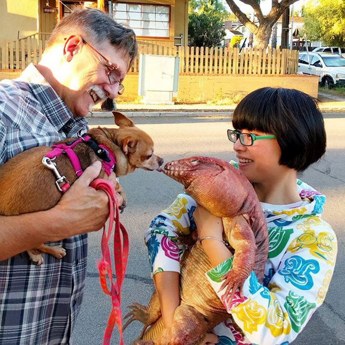 ящерица размером с собаку, ящерица MacGyver