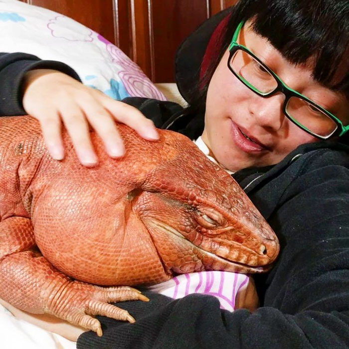 ящерица размером с собаку, ящерица MacGyver