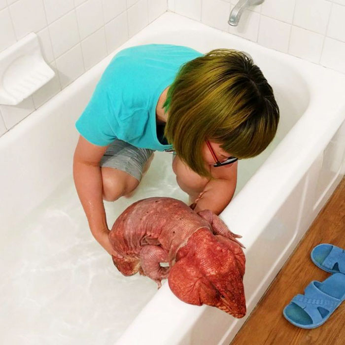 ящерица размером с собаку, ящерица MacGyver