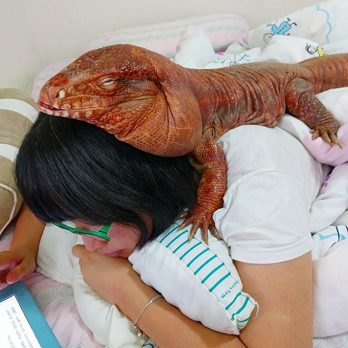 ящерица размером с собаку, ящерица MacGyver