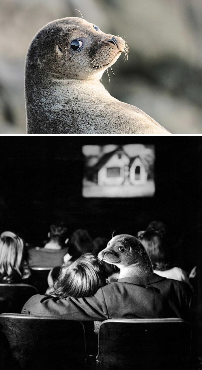 Победители битв фотошоперов, самые смешные битвы фотошоперов, лучшие фотожабы битвы фотошоперов