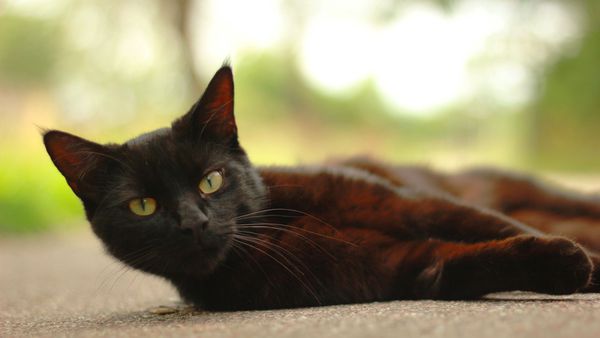 кошка сказала, кошка сказала привет, кошка поздоровалась с хозяином, кошка поздоровалась