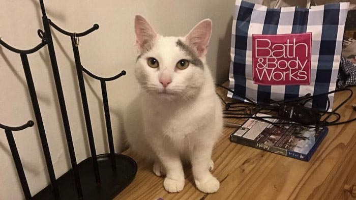 Никто не мог найти кошку на этом фото, но всем очень понравилось искать найти кошку на фото, кошка Пироги, найти где спряталась кошка, где спряталась кошка