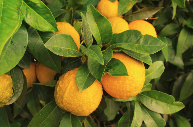 9 национальных особенностей жителей Кипра, которые вас удивят национальные особенности жителей Кипра, всё о Кипре