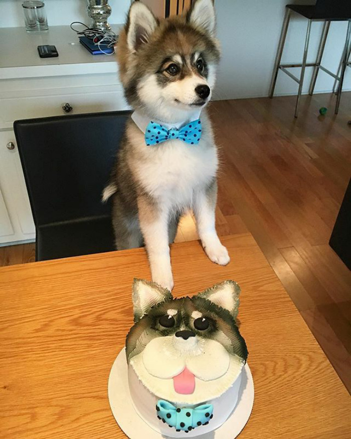 помски Норман, хаски с померанским шпицем Норман