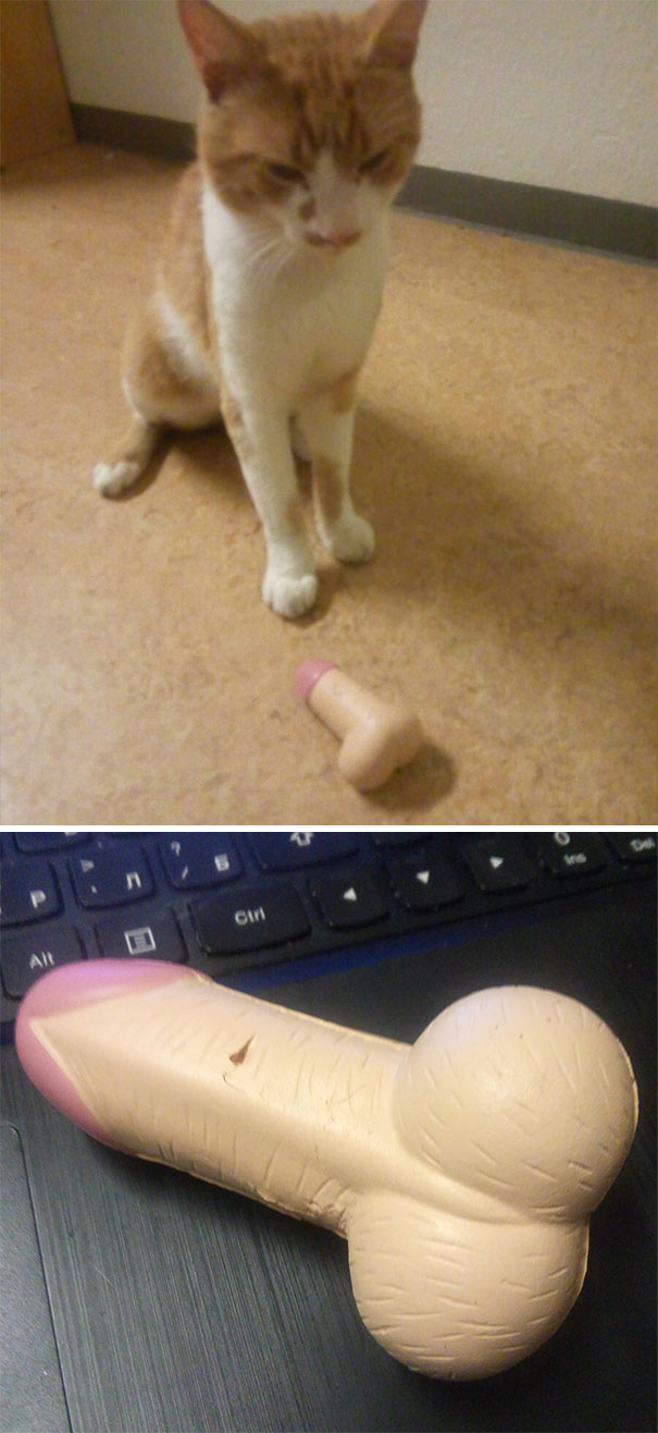 подарки от домашних животных, домашние животные приносят подарки