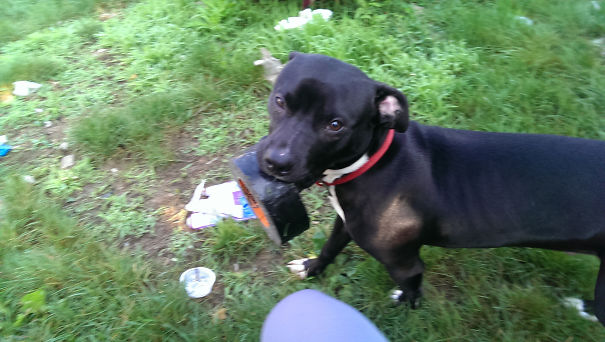 подарки от домашних животных, домашние животные приносят подарки