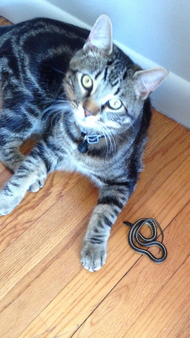 подарки от домашних животных, домашние животные приносят подарки