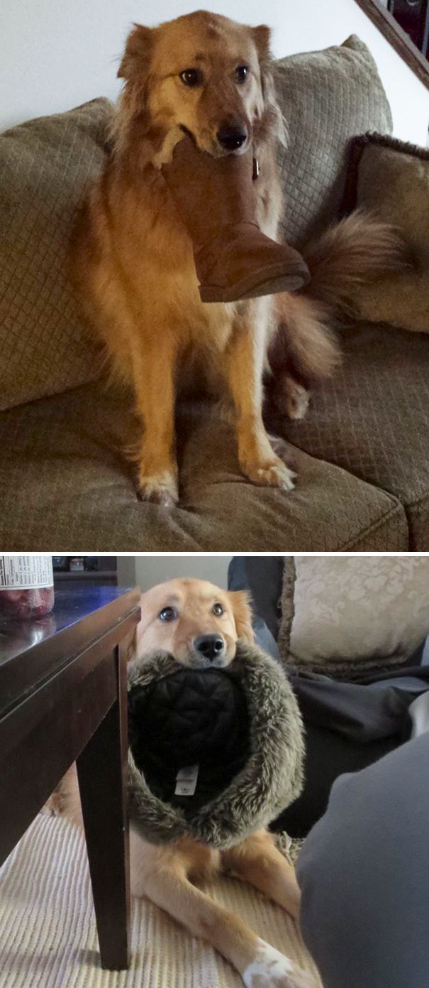 подарки от домашних животных, домашние животные приносят подарки