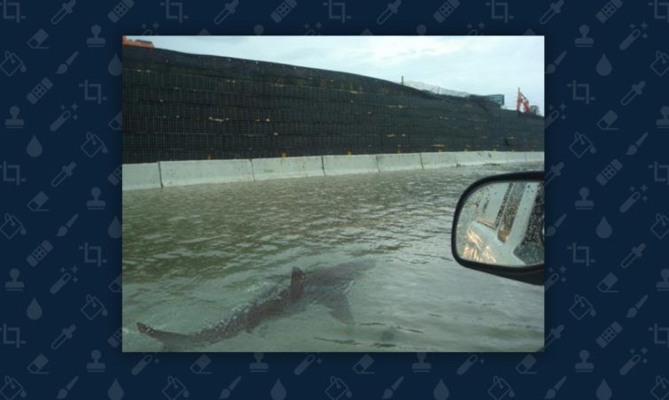 Сторонники Трампа вовсю распространяют это фото в соцсетях, но для них есть сюрприз трамп несёт кошек , трамп спасает кошек, фейковая фотография трампа, фото трампа фотошоп,