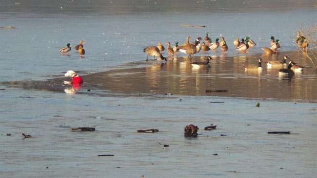 собака провалилась под лёд, спасение собаки провалившейся под лёд