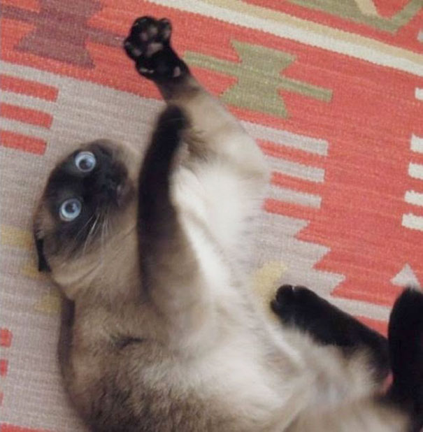 коты и кошачья мята, кошки под кошачьей мятой