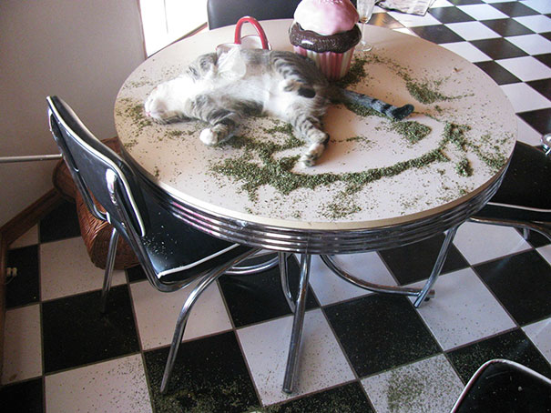 коты и кошачья мята, кошки под кошачьей мятой