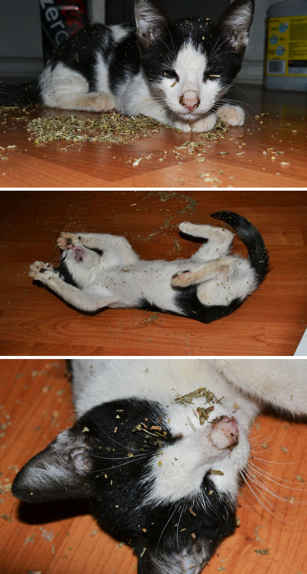 коты и кошачья мята, кошки под кошачьей мятой