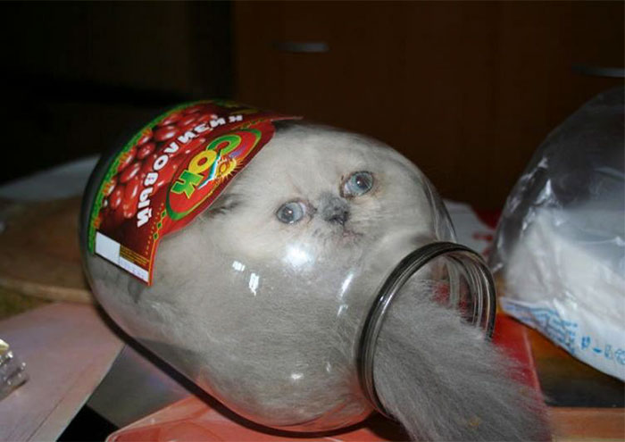 кошки спят в неожиданных местах, кошки сидят в неподходящих местах, кошка в коробке 