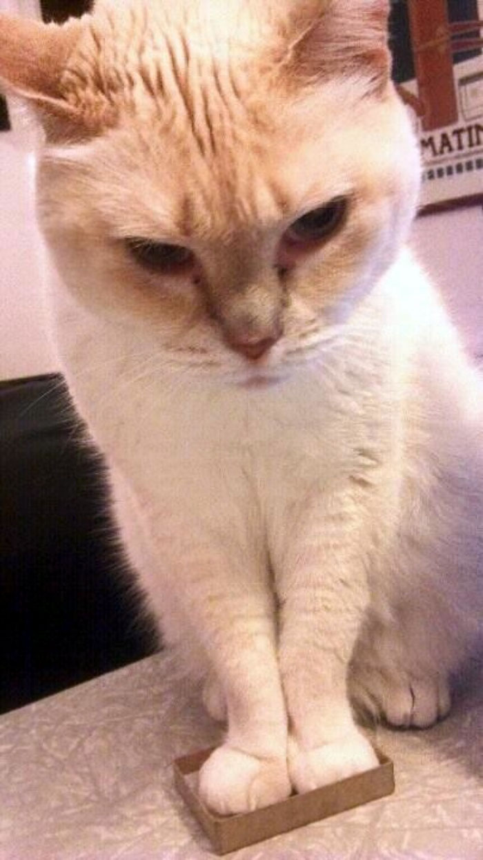 кошки спят в неожиданных местах, кошки сидят в неподходящих местах, кошка в коробке 