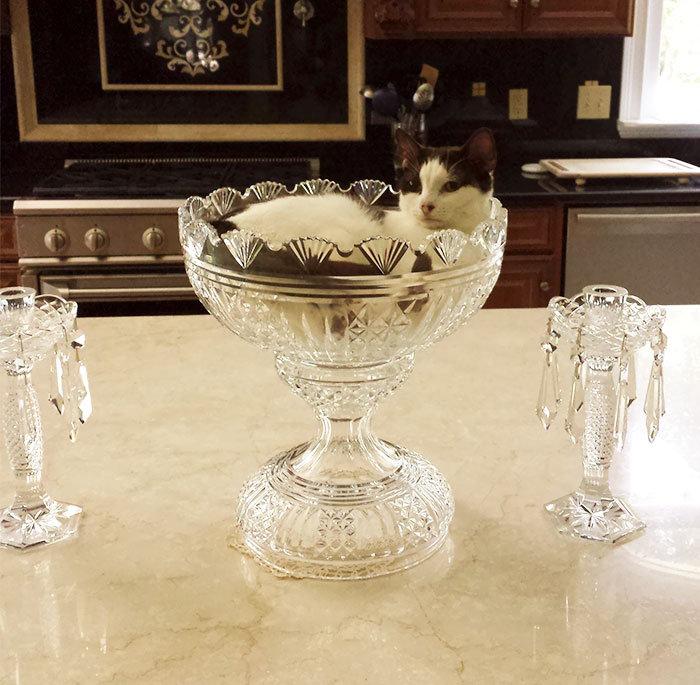 кошки спят в неожиданных местах, кошки сидят в неподходящих местах, кошка в коробке 