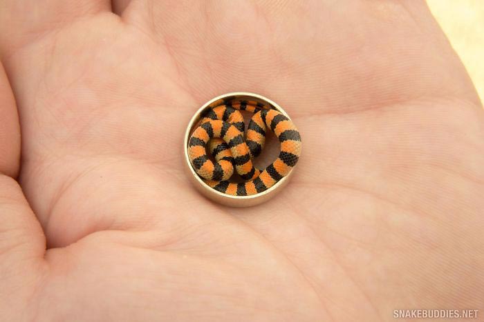 красивые змеи, милые змеи 