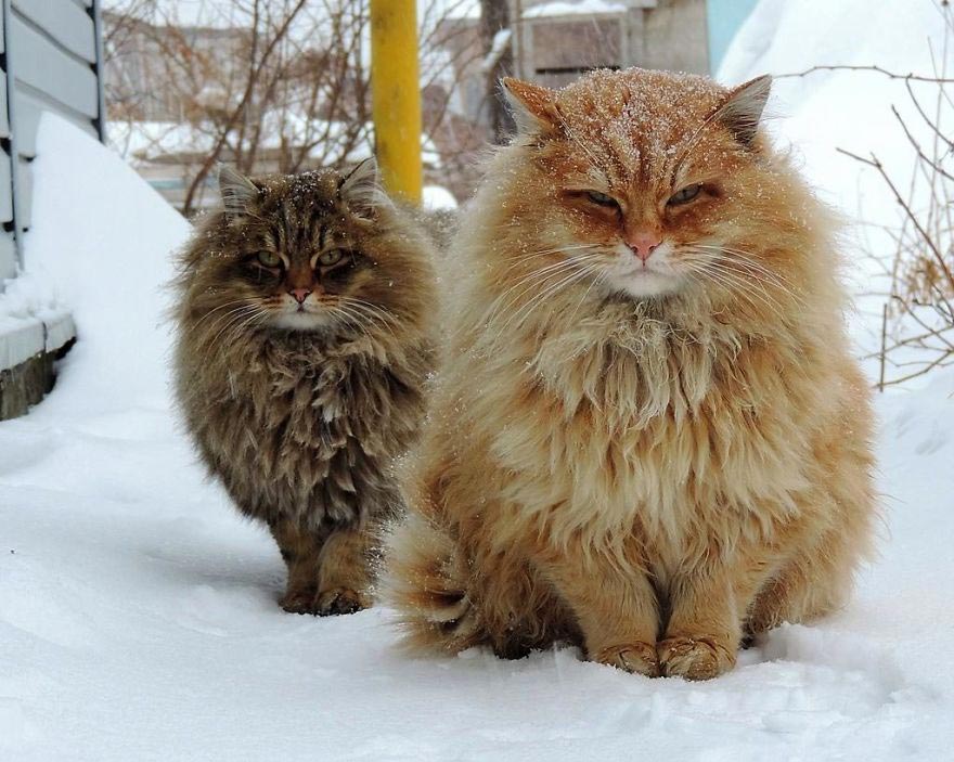 сибирская кошка барнаул