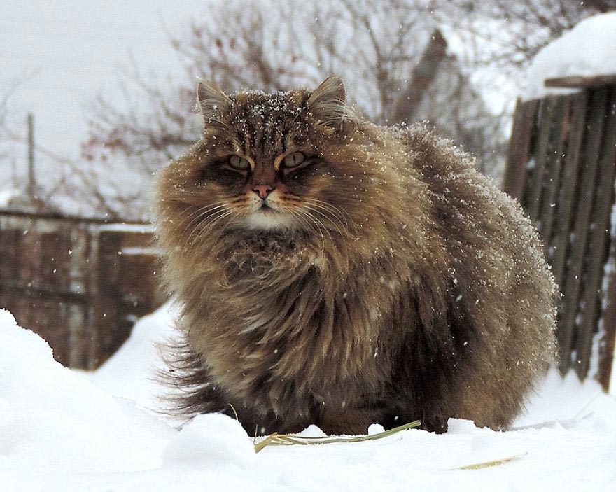 Кошландия - огромная семья сибирских кошек, живущая в Барнауле. 