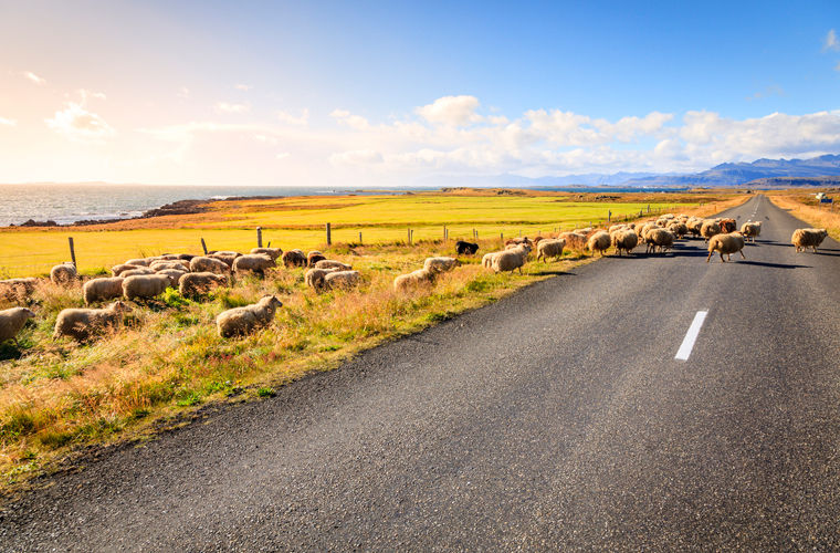 национальные особенности жителей Исландии, всё об исландцах