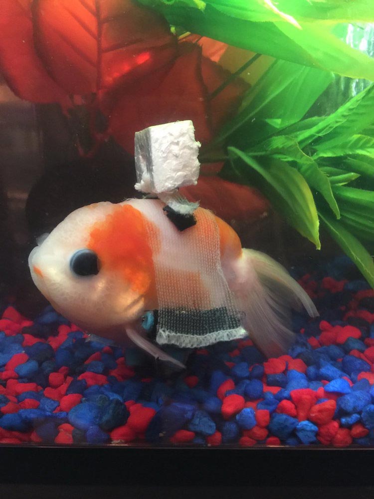 ходунки для золотой рыбки, инвалидное кресло для золотой рыбки