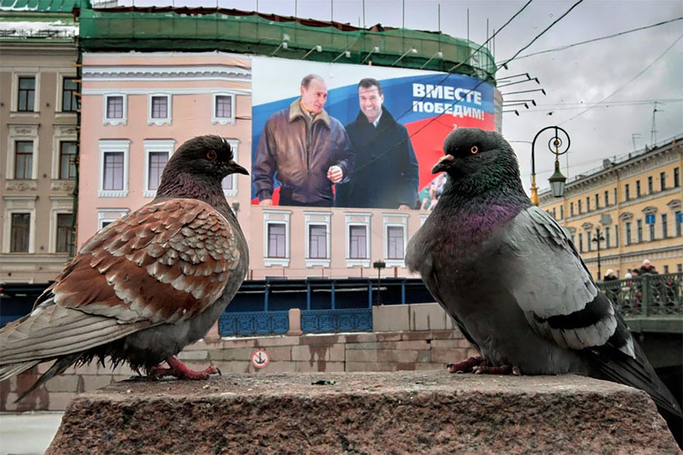 Фото голубей прикольные