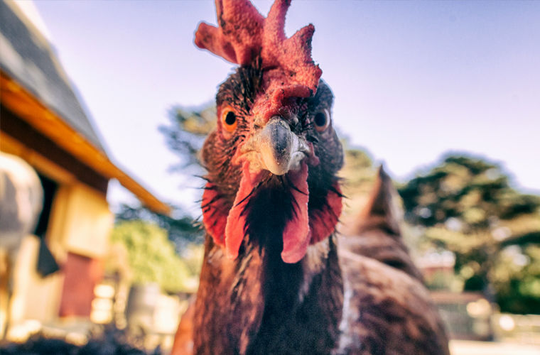 Национальные табу или чего нельзя делать в Болгарии чего нельзя делать в Болгарии, запреты Болгарии