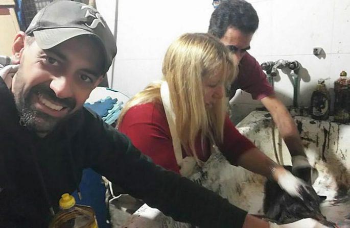 собака в гудроне, собака в смоле