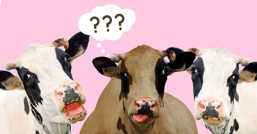 откуда берётся шоколадное молоко, порос американцев шоколадное молоко, шоколадное молоко бурые коровы