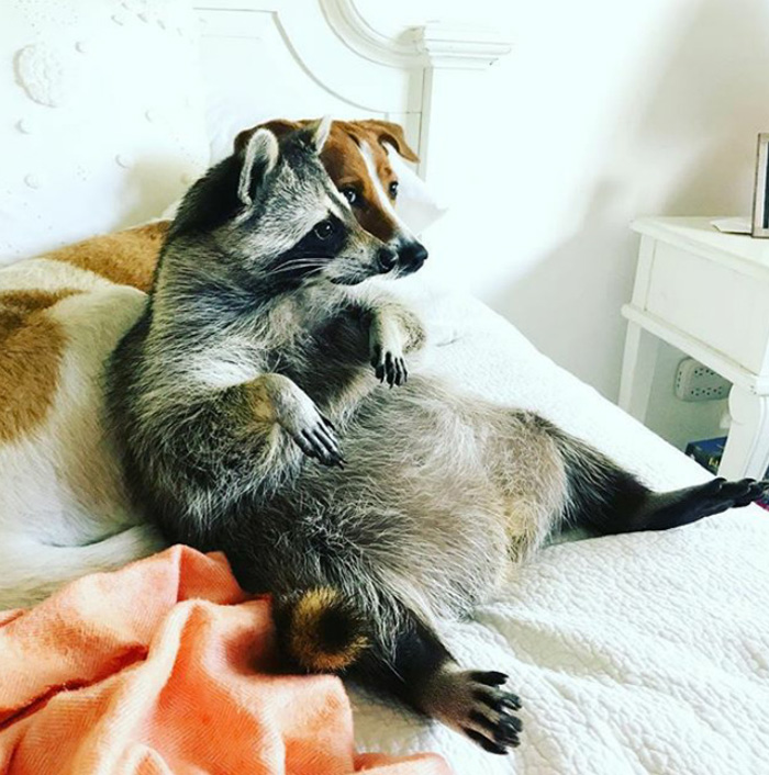 еноты самые милые, смешные еноты