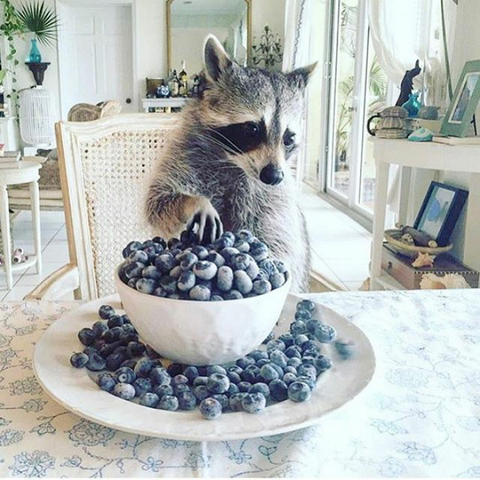 еноты самые милые, смешные еноты