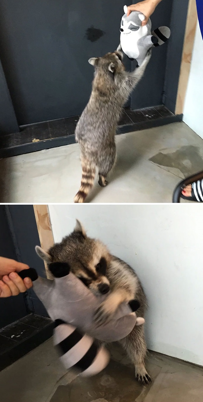 еноты самые милые, смешные еноты