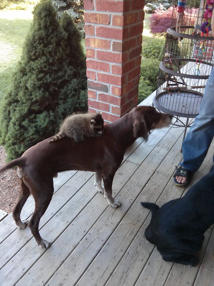 еноты самые милые, смешные еноты