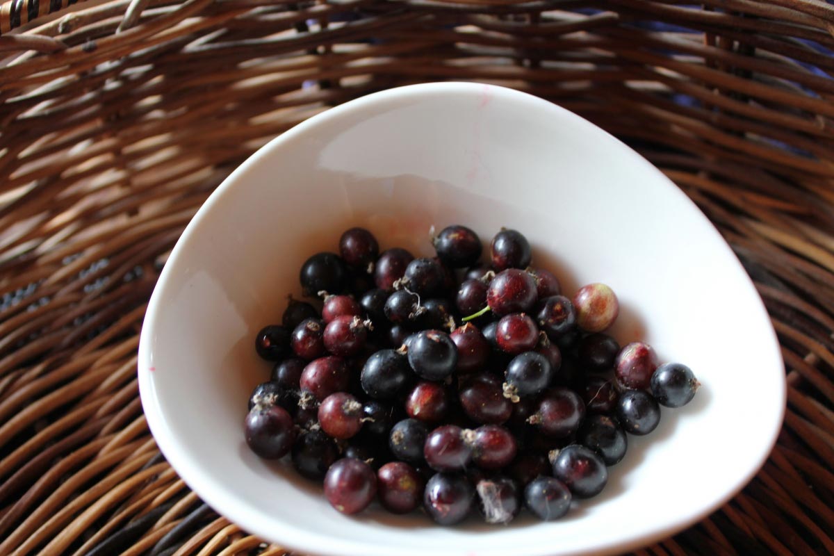 русские суперфуды, полезные ягоды